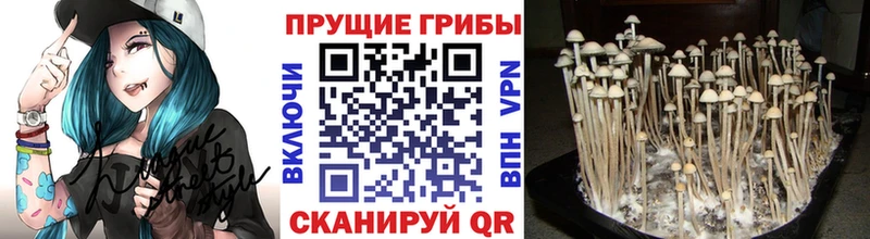дарнет шоп  Новошахтинск  Псилоцибиновые грибы прущие грибы 